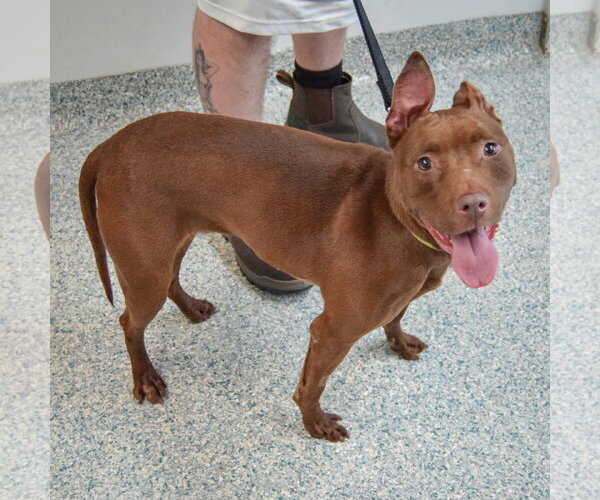 Medium Photo #2 American Staffordshire Terrier-Boxer Mix Puppy For Sale in Huntley, IL, USA