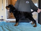 Small Photo #15 Gordon Setter Puppy For Sale in PADUCAH, KY, USA