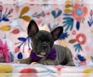 French Bulldog Puppy for sale in LANCASTER, PA, USA