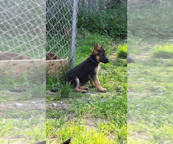 Medium Photo #2 German Shepherd Dog Puppy For Sale in MONROE, WA, USA
