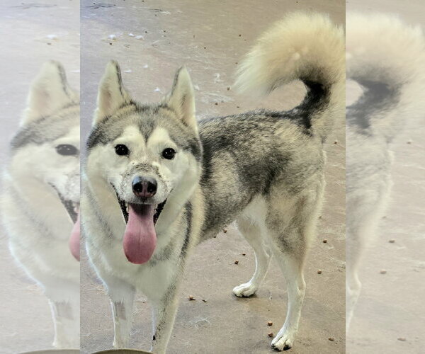 Medium Photo #2 Siberian Husky Puppy For Sale in Severn, MD, USA