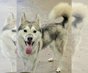 Juno - Female Siberian Husky Dog for Adoption - Photo #2