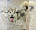 Small Photo #2 Siberian Husky Puppy For Sale in Severn, MD, USA