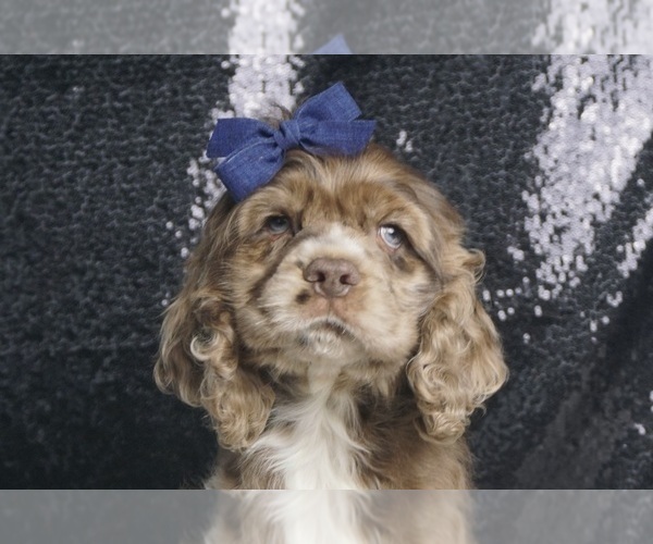 Medium Photo #1 Cocker Spaniel Puppy For Sale in WARSAW, IN, USA