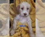 Puppy Indiana Aussiedoodle-Labradoodle Mix