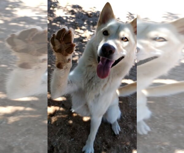 Medium Photo #9 German Shepherd Dog-Huskies  Mix Puppy For Sale in Apple Valley, CA, USA