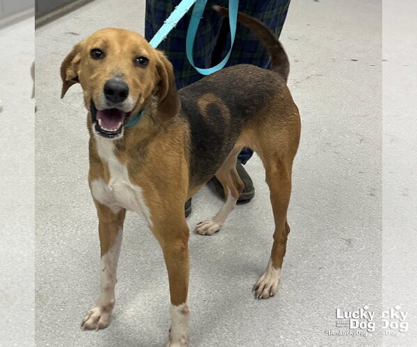 Medium Photo #1 Treeing Walker Coonhound-Unknown Mix Puppy For Sale in Washington, DC, USA