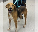 Small Treeing Walker Coonhound Mix