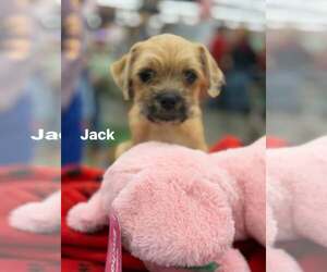 Pug-Unknown Mix Dogs for adoption in Turlock, CA, USA