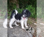 Small Photo #15 Aussiedoodle Puppy For Sale in DOWELLTOWN, TN, USA
