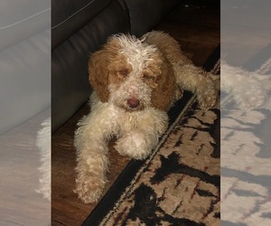 Goldendoodle Puppy for sale in LYNCHBURG, OH, USA