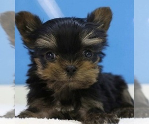 Yorkshire Terrier Puppy for sale in MABLETON, GA, USA