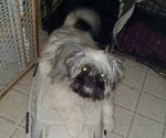 Small #1 Shih Tzu