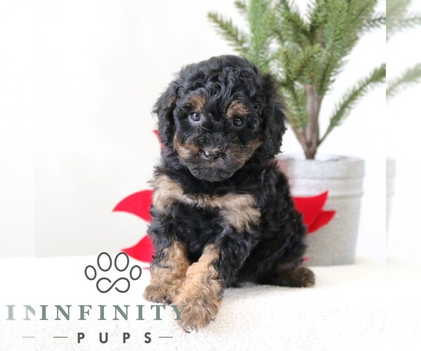 Medium Photo #5 Poodle (Miniature) Puppy For Sale in GORDONVILLE, PA, USA
