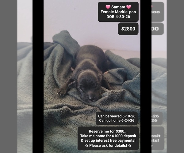 Medium Photo #1 Morkie Poo (Toy) Puppy For Sale in TUCSON, AZ, USA