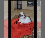 Small #1 Poodle (Toy)