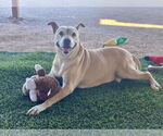 Small #2 American Staffordshire Terrier Mix