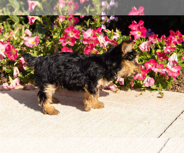 Medium Photo #4 Yorkshire Terrier Puppy For Sale in NAPPANEE, IN, USA