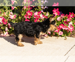 Small #3 Yorkshire Terrier