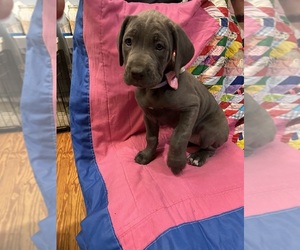 Cane Corso Puppy for sale in DORCHESTER, SC, USA