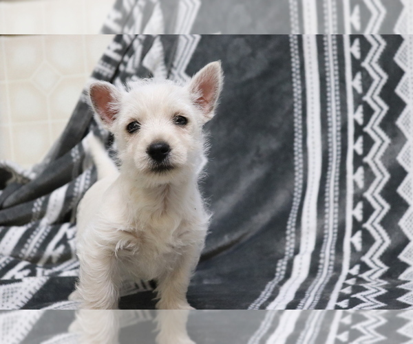 Medium Photo #2 West Highland White Terrier Puppy For Sale in SHILOH, OH, USA