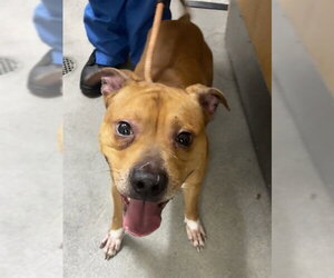 Mutt Dogs for adoption in Forestville, MD, USA