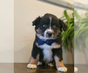 Australian Shepherd Puppy for sale in INDIANAPOLIS, IN, USA