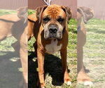 Small #2 Boxer