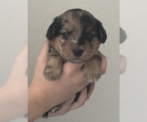 Corgipoo Puppy for sale in MARICOPA, AZ, USA