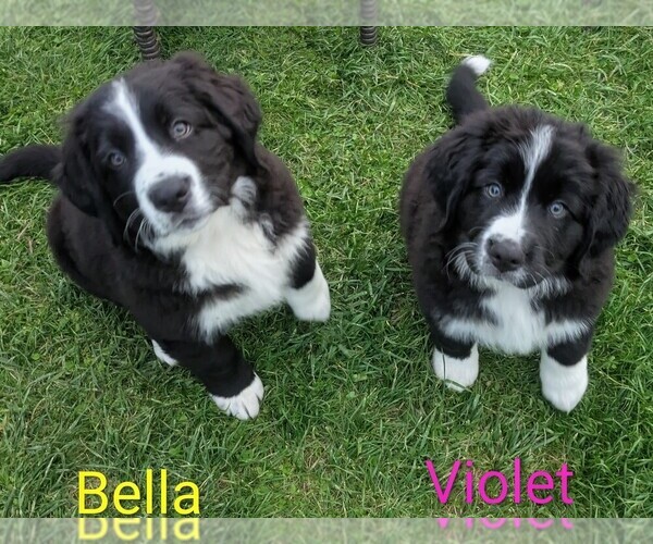 Medium Photo #1 Bordernese Puppy For Sale in LATROBE, PA, USA