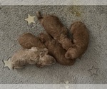 Image preview for Ad Listing. Nickname: Litter of 5