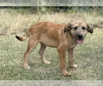 Small #4 Mutt