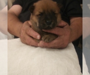 Chow Chow Puppy for sale in OKC, OK, USA