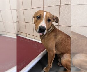 Black Mouth Cur Dogs for adoption in Corpus Christi, TX, USA