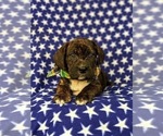 Small Photo #4 Frengle Puppy For Sale in LINCOLN UNIVERSITY, PA, USA