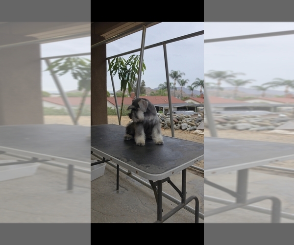 Medium Photo #14 Schnauzer (Miniature) Puppy For Sale in MORENO VALLEY, CA, USA