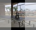 Small #13 Schnauzer (Miniature)
