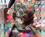 Puppy 2 Labrador Retriever