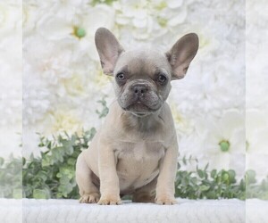 French Bulldog Puppy for sale in QUARRYVILLE, PA, USA