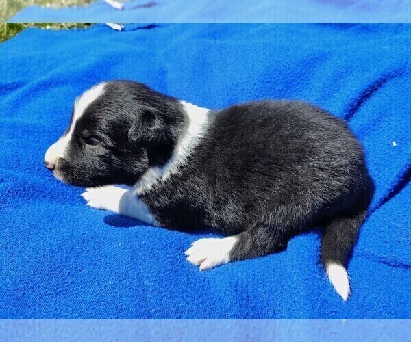Medium Photo #96 Border Collie Puppy For Sale in NORBORNE, MO, USA