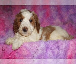 Miniature Labradoodle Puppy for sale in LA HABRA, CA, USA