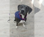 Small #9 Mutt