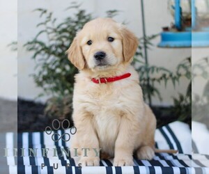 Golden Retriever Puppy for sale in LITITZ, PA, USA