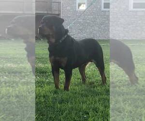Father of the Rottweiler puppies born on 09/23/2019