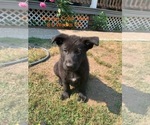 Small Photo #9 German Shepherd Dog Puppy For Sale in OLYMPIA, WA, USA