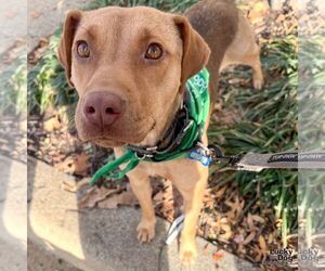 Mutt Dogs for adoption in Washington, DC, USA