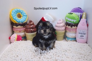 Morkie Puppy for sale in LAS VEGAS, NV, USA