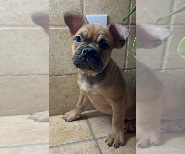 Medium Photo #22 American Bullnese-French Bulldog Mix Puppy For Sale in DISCOVERY BAY, CA, USA