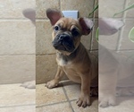 Small #4 American Bullnese-French Bulldog Mix