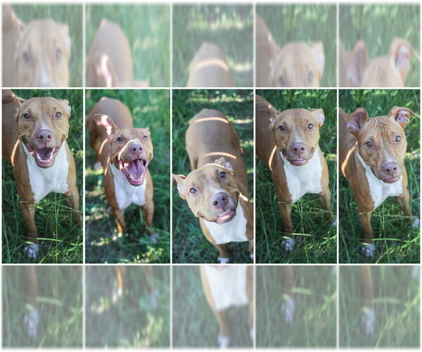 Medium Photo #5 American Pit Bull Terrier Puppy For Sale in Jackson, MS, USA